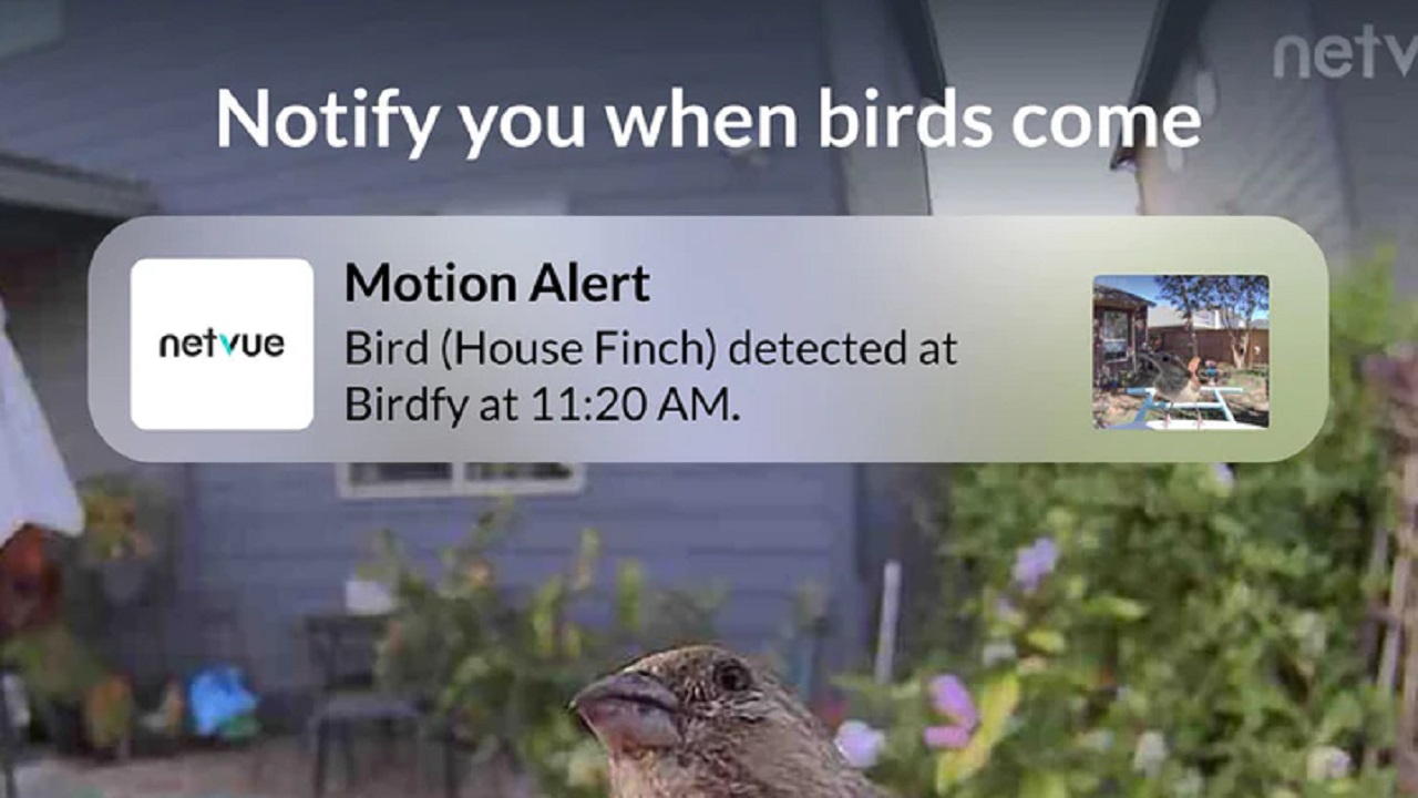 Feeding Birds with Style: The Aesthetic Appeal of Bamboo Bird Feeders